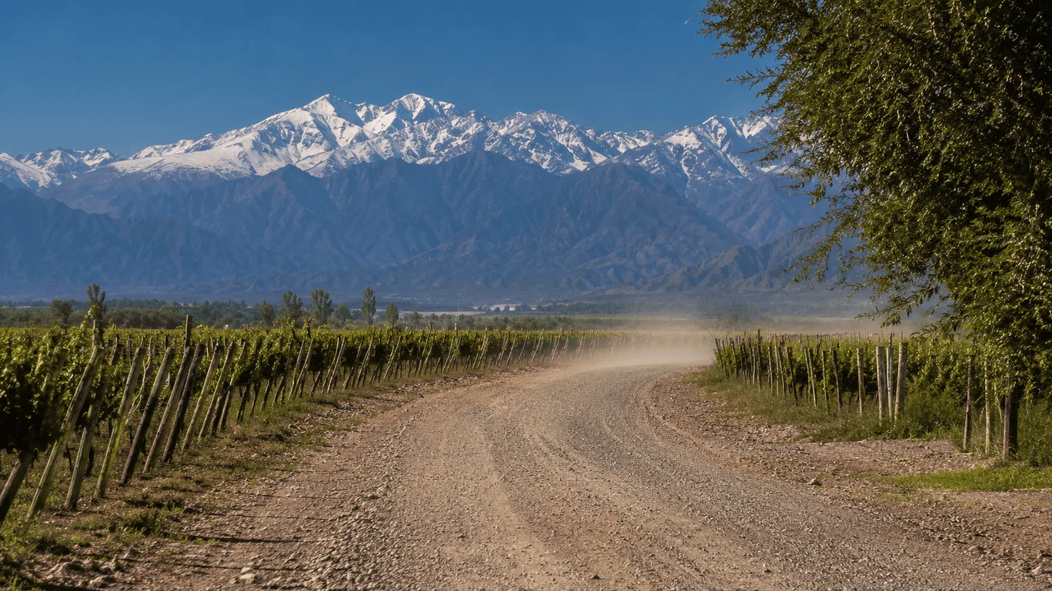 Camino de ripio entre viñedos del Valle de Uco en Mendoza